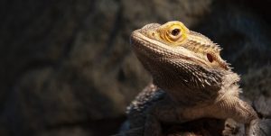 central bearded dragon
