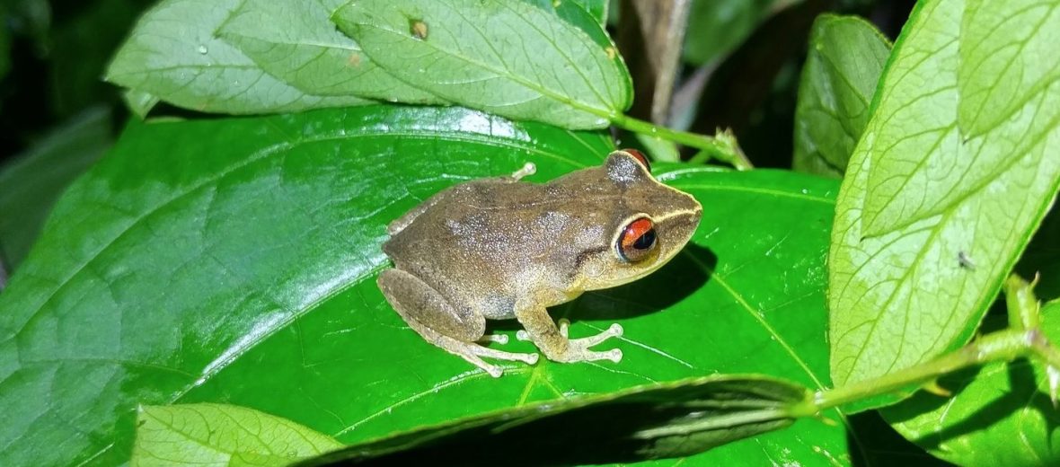 The Invasive Common Coquí Frog | Critter Science