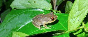 coquí frog
