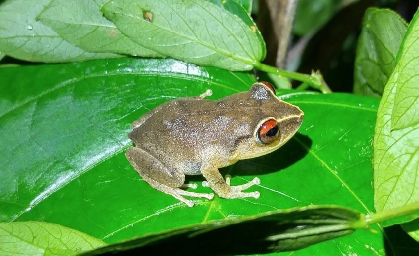 coquí frog