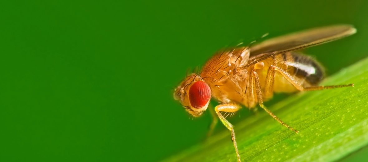 common fruit fly