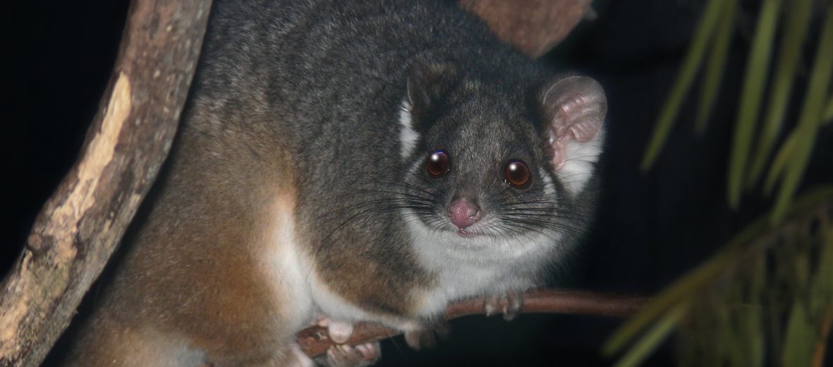 common ringtail possum