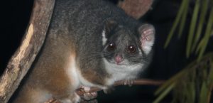 common ringtail possum