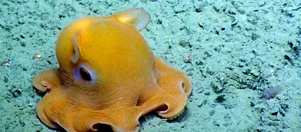 Dumbo Octopus Cute Rare Dumbo Octopus Spotted A Mile Under The Ocean Dumbo Octopus Cute Rare Dumbo Octopus Spotted A Mile Under The Ocean