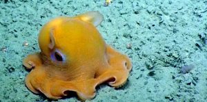 dumbo octopus
