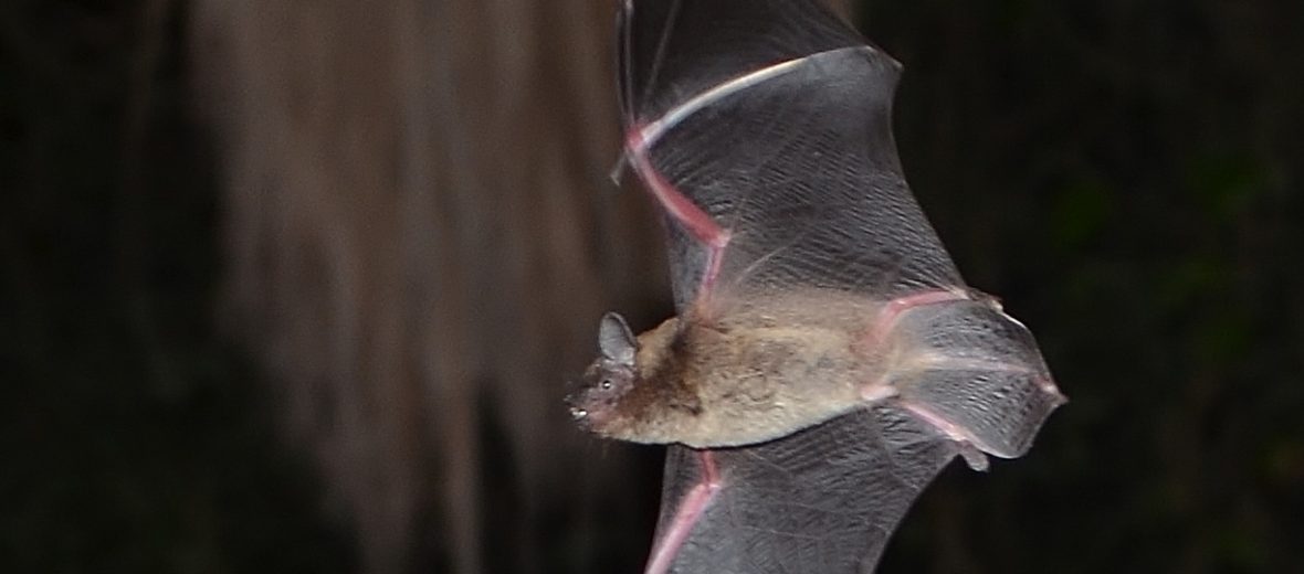 evening bat