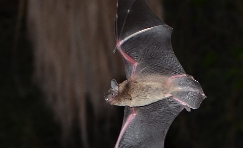 evening bat