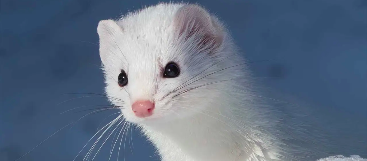 ermine