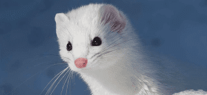 ermine