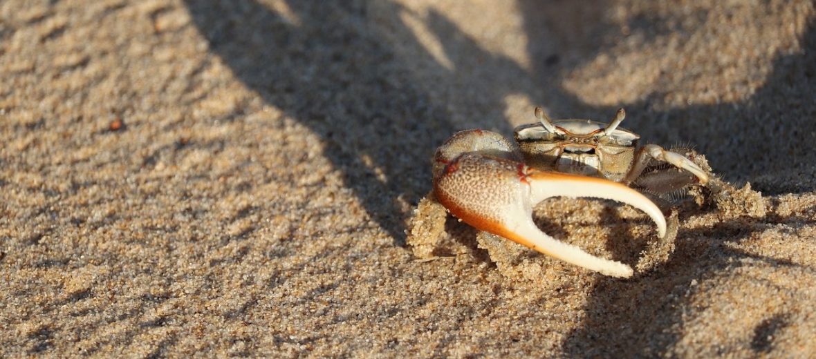 fiddler crab