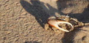 fiddler crab