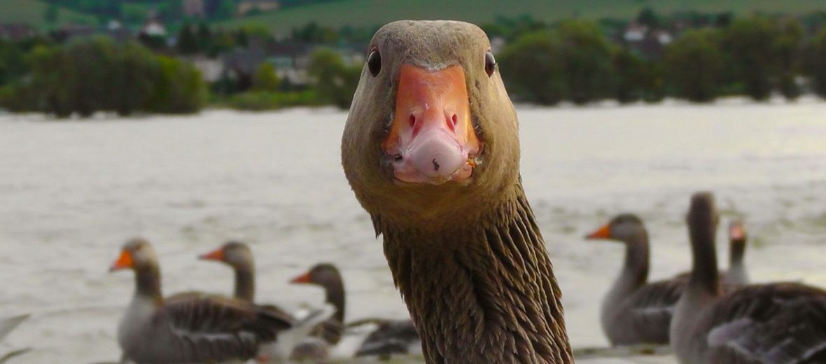 goose