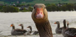 goose