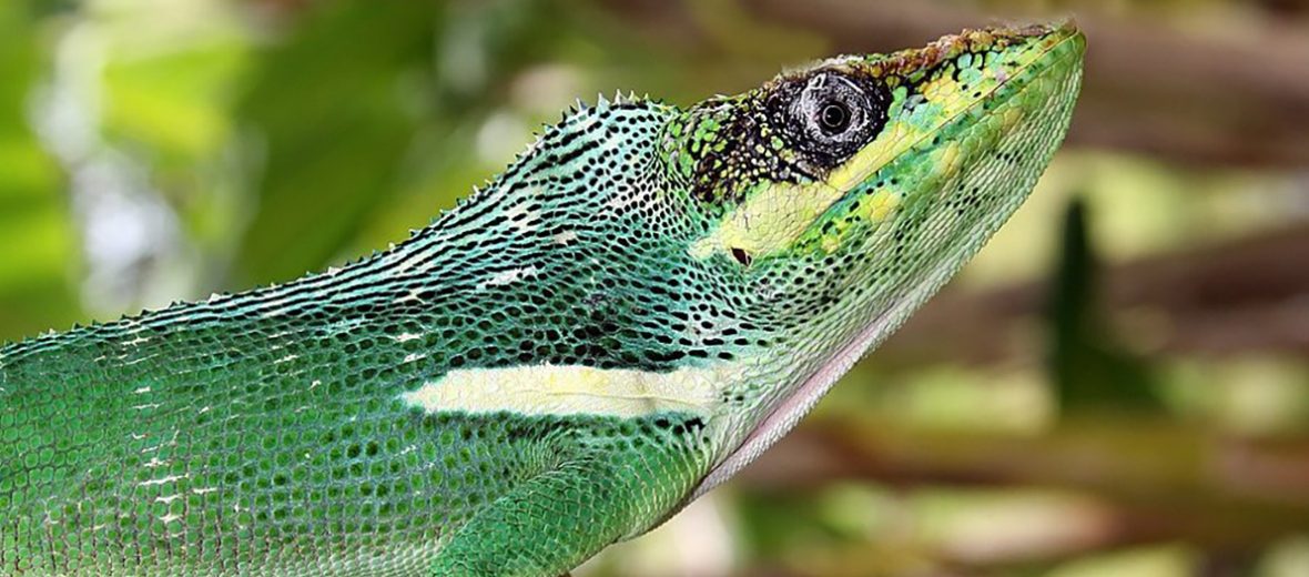 knight anole