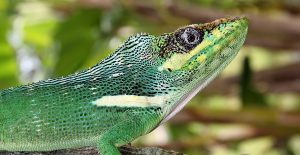 knight anole