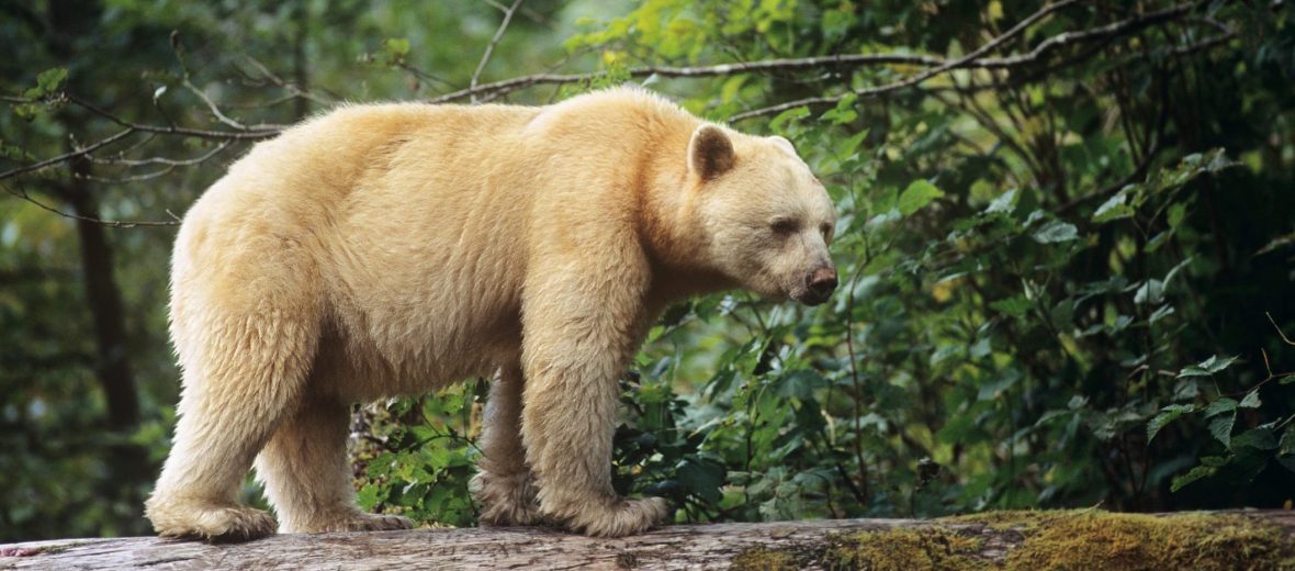 Animal Facts: Kermode (spirit) bear