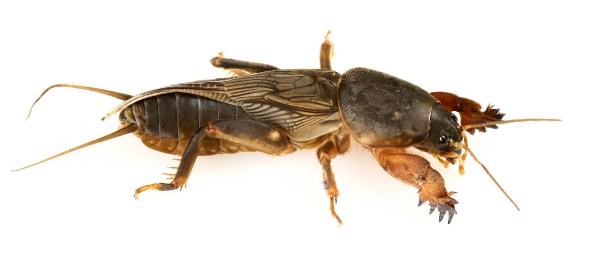 mole cricket