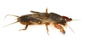 mole cricket