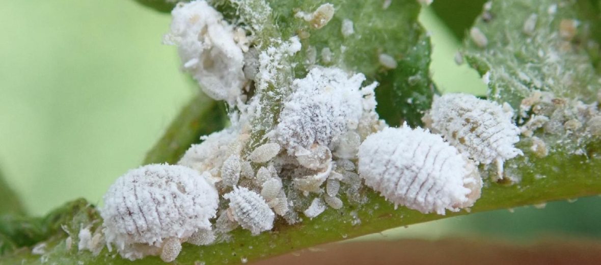 mealybug