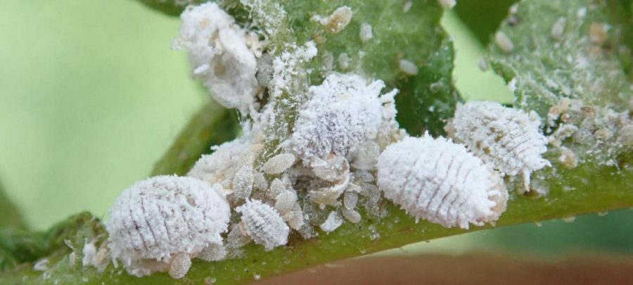 The Unsightly Mealybug | Critter Science