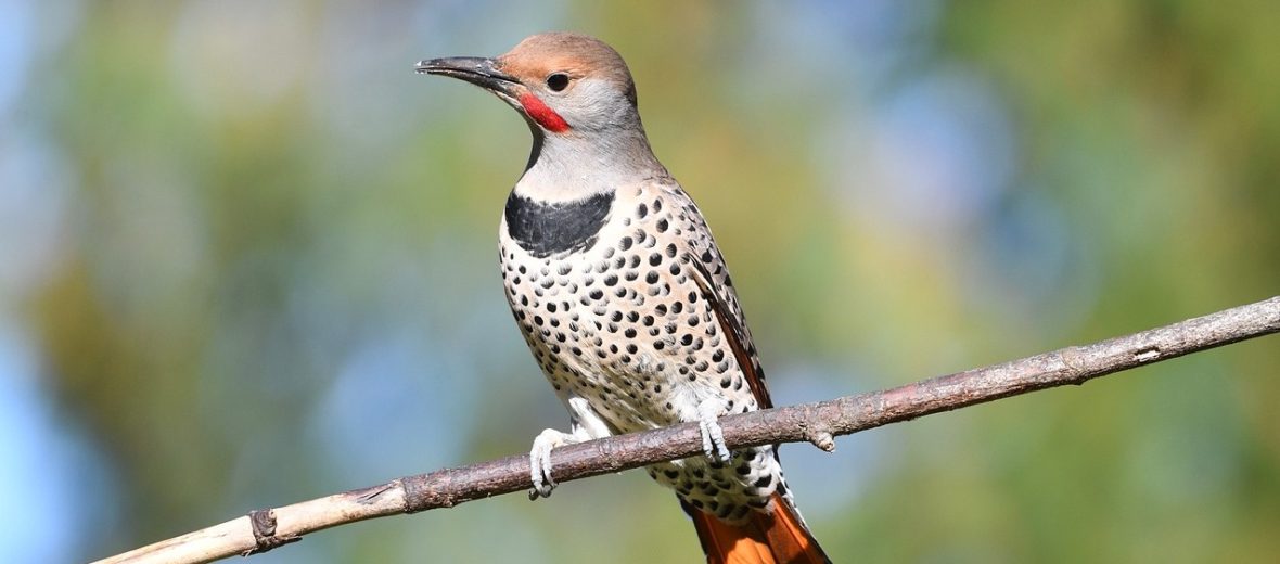 northern flicker