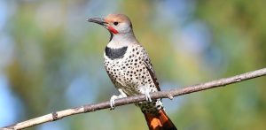 northern flicker