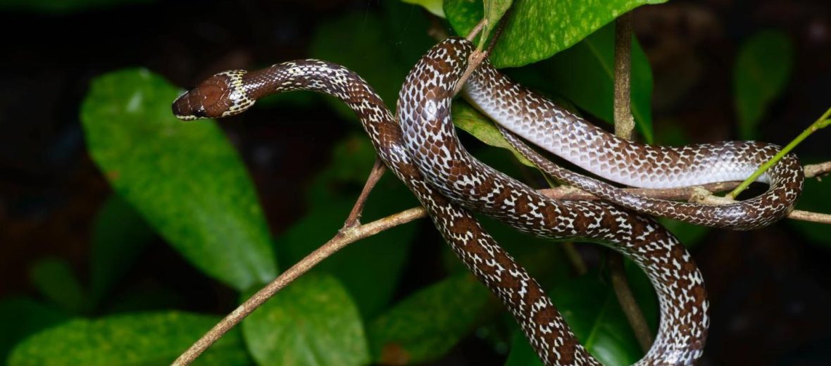 Oriental wolf snake