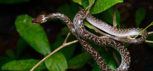 Oriental wolf snake