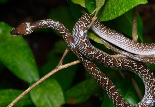 The Troublesome Brown Tree Snake | Critter Science