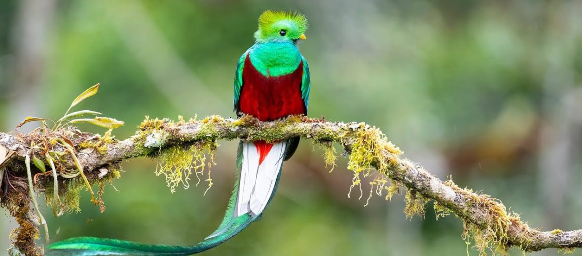 resplendent quetzal