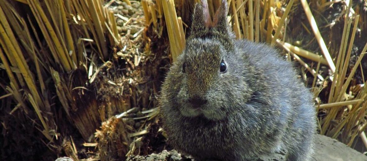 volcano rabbit