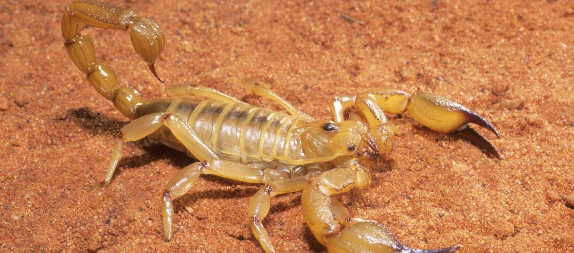 scorpions in the desert