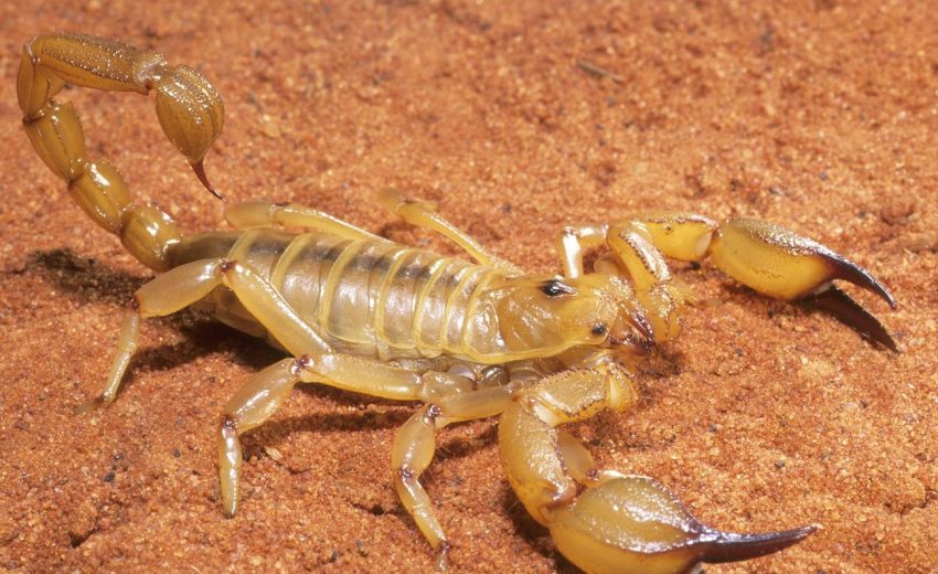 Australian desert scorpion