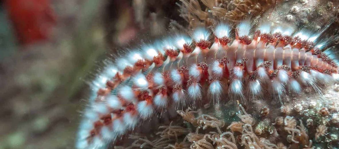 red bristle worms