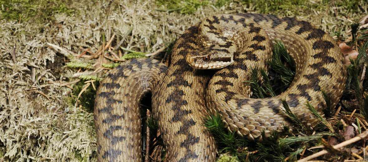 The Common European Adder | Critter Science