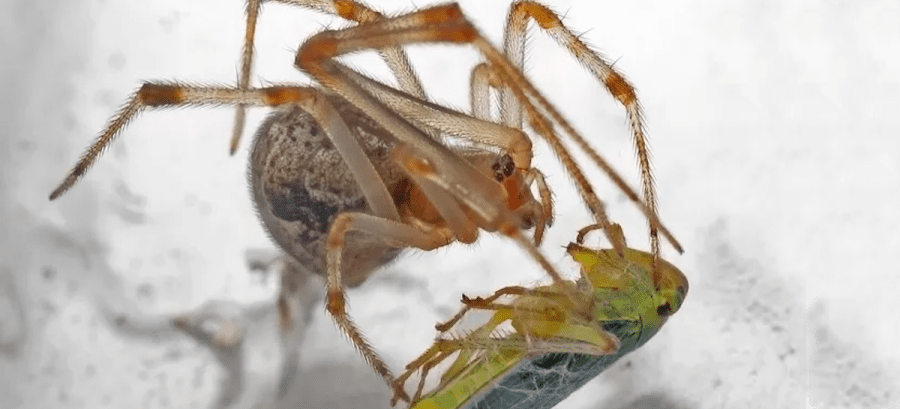 Common House Spider Animal Facts  Parasteatoda tepidariorum - AZ Animals