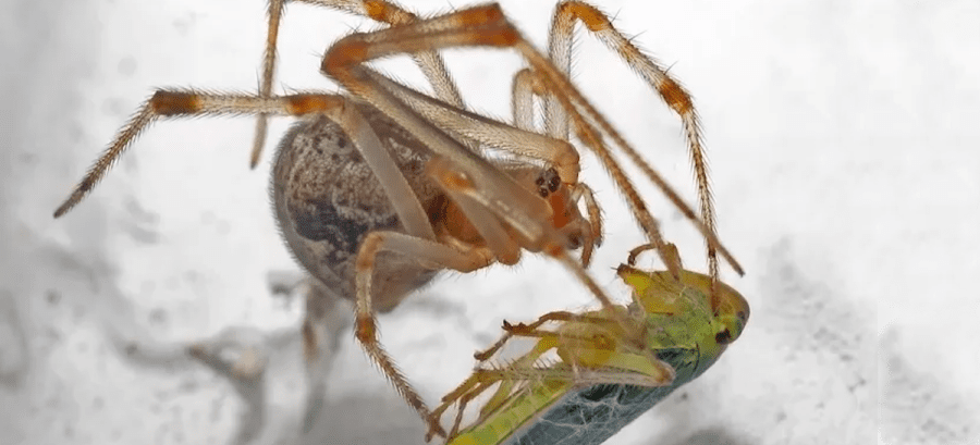 The Common House Spider | Critter Science