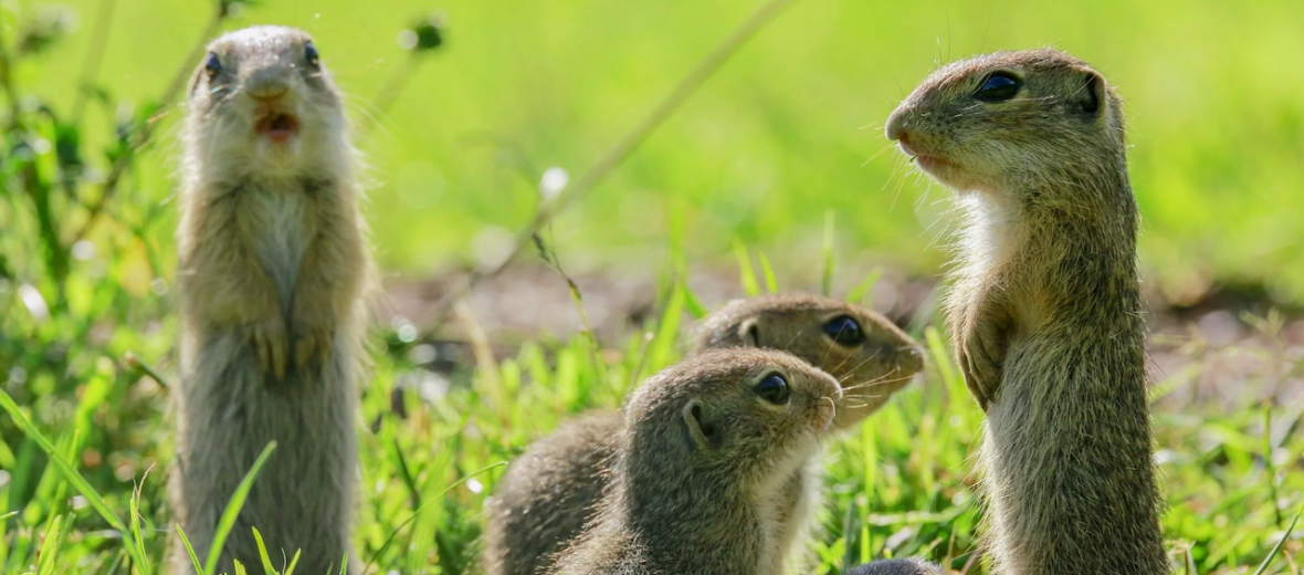 European ground squirrel