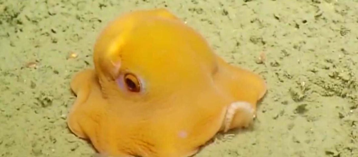 flapjack octopus