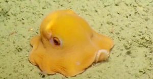 flapjack octopus