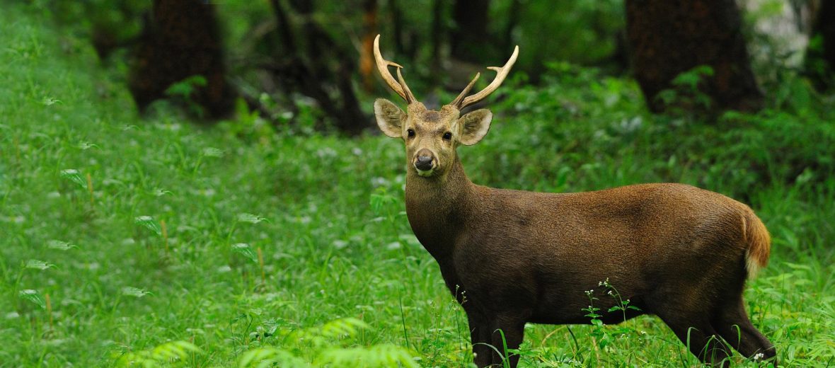 hog deer