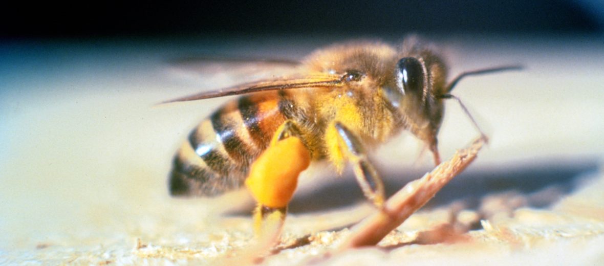 The Killer Bee | Critter Science