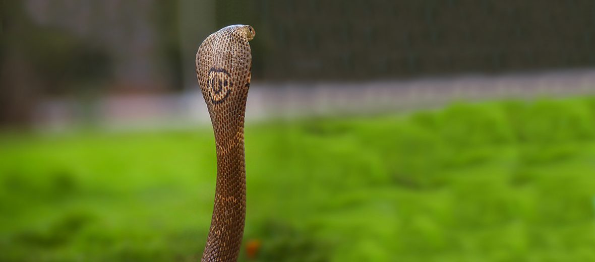 monocled cobra