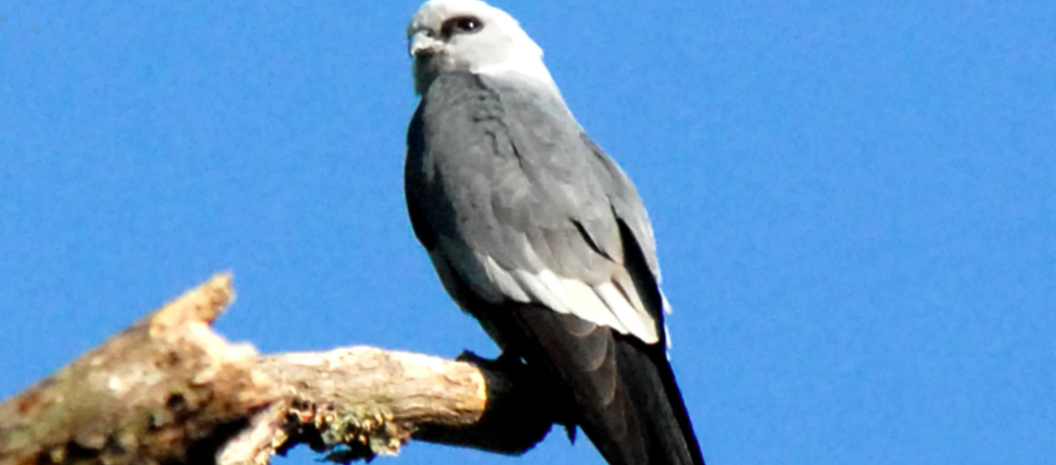 Mississippi kite