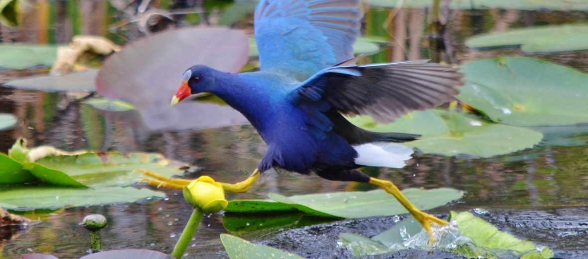 purple gallinule