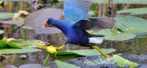 purple gallinule