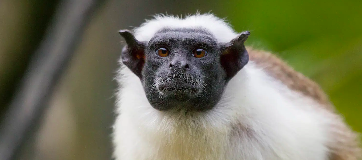 pied tamarin