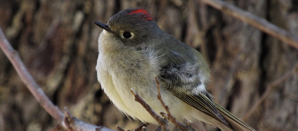 ruby-crowned kinglet