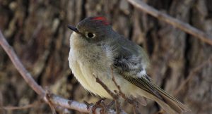 ruby-crowned kinglet