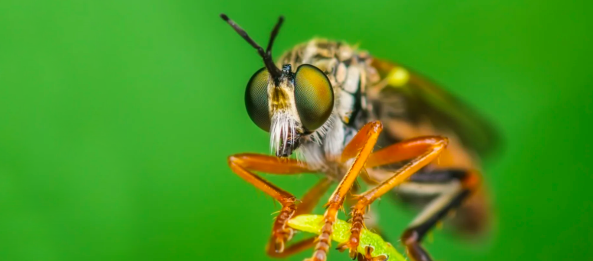 robber fly